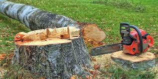 How Our Tree Care Process Works  in  Demorest, GA