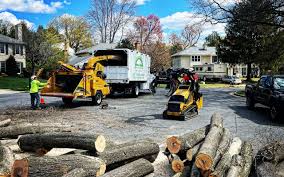 Best Tree Disease Treatment  in Demorest, GA