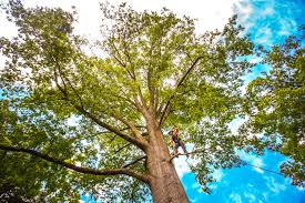 Best Tree Mulching  in Demorest, GA