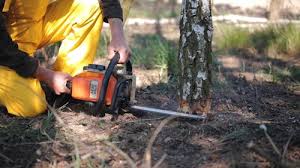 Best Seasonal Cleanup (Spring/Fall)  in Demorest, GA