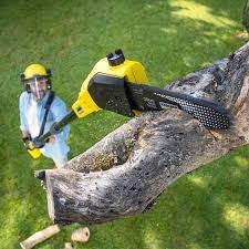 Best Root Management and Removal  in Demorest, GA