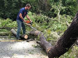 Best Tree Trimming and Pruning  in Demorest, GA