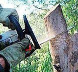  Demorest, GA Tree Care Pros
