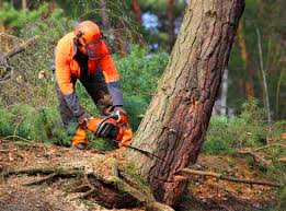 Best Lawn Renovation and Restoration  in Demorest, GA