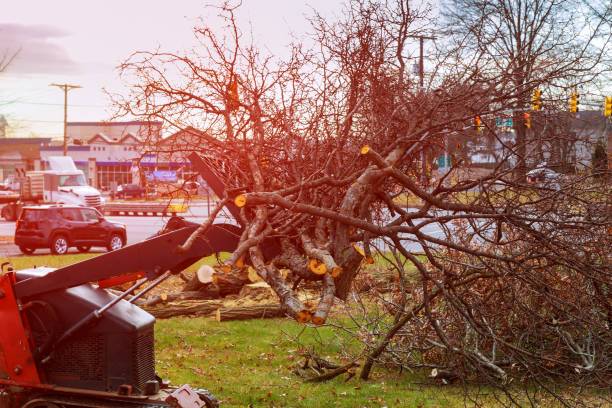 Best Tree Maintenance Programs  in Demorest, GA