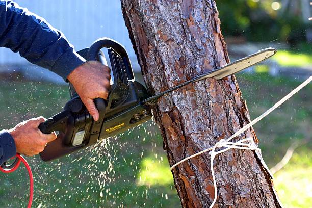 Best Firewood Processing and Delivery  in Demorest, GA