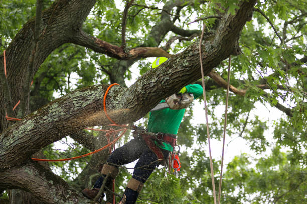 Reliable Demorest, GA Tree Care Solutions