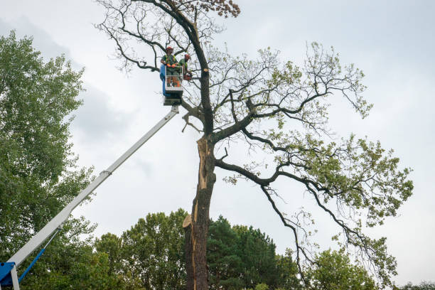 Lawn Maintenance Plans in Demorest, GA