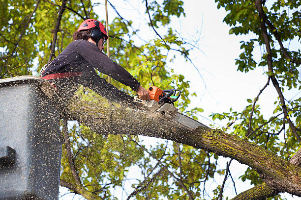 Tree and Shrub Care in Demorest, GA