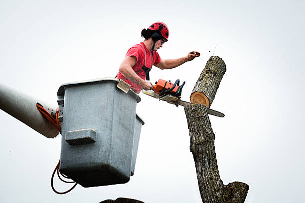 Best Tree Risk Assessment  in Demorest, GA