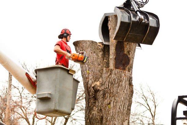 Best Utility Line Clearance  in Demorest, GA